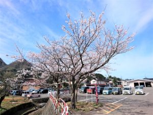 園庭の桜 (1)
